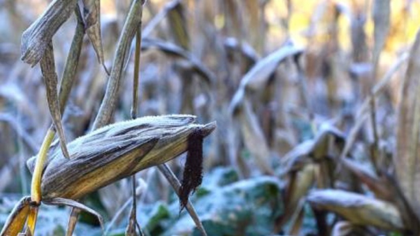 Nova tecnologia que combina IA e imagens de satélites é capaz de monitorar, com precisão, efeitos de geada sobre lavoura